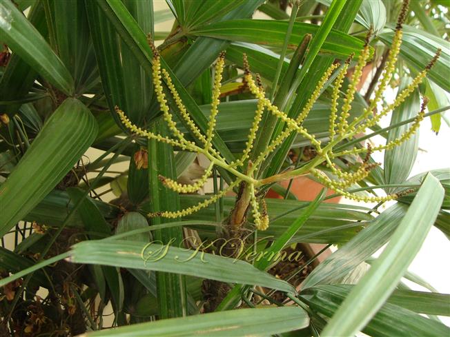  Plant bearing Male Infl.